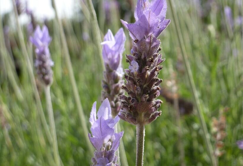 פנסיון Marula Lodge