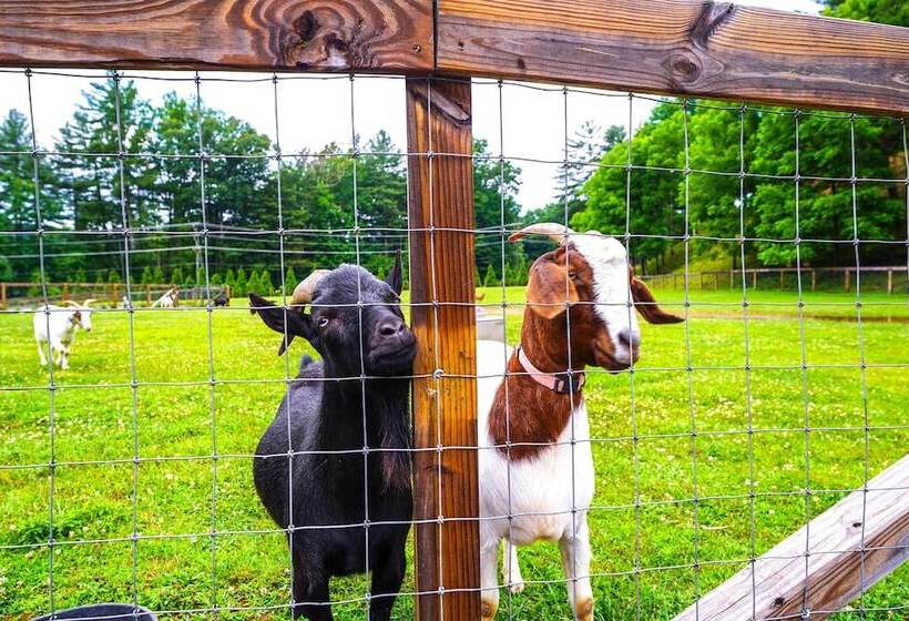 Pisgah Forest Farm Home: Outdoor Pool & Games