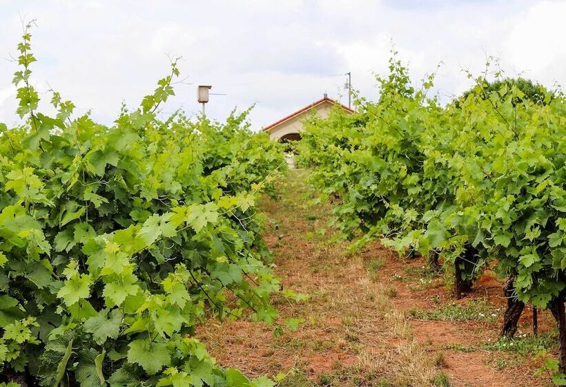 Working Vineyard & Private Pool: Villa In Plymouth