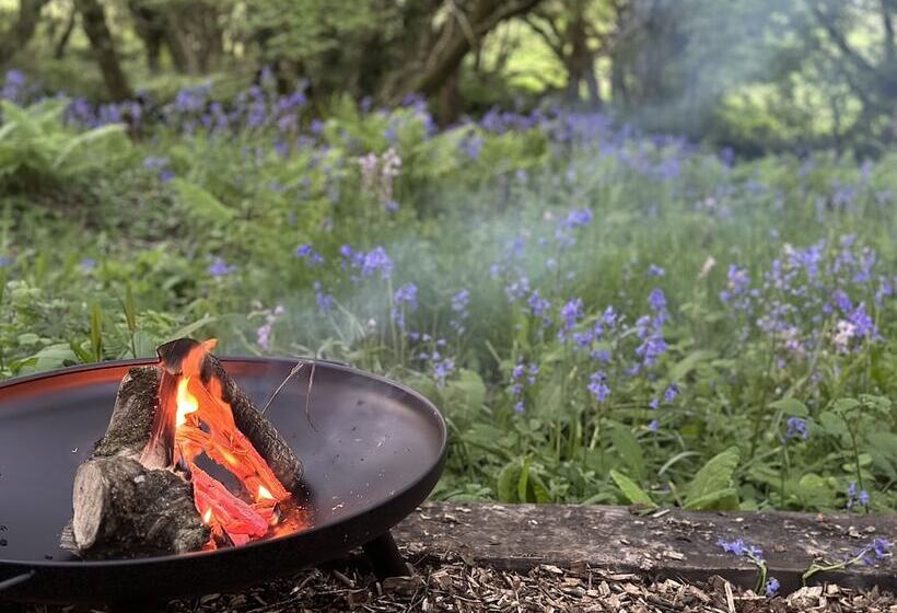 Cornwall Woodland Dog Friendly Shepherd S Hut