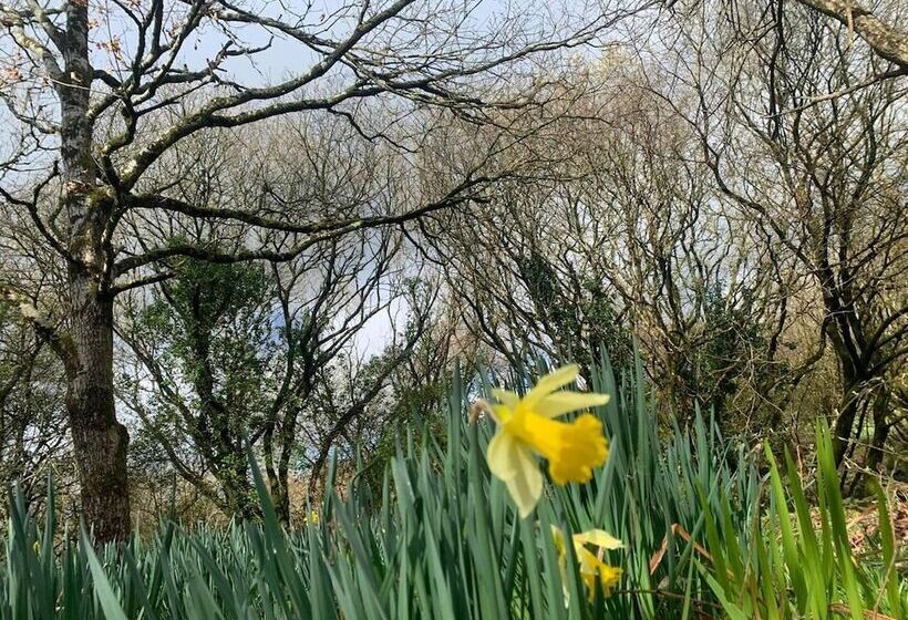 Cornwall Woodland Dog Friendly Shepherd S Hut