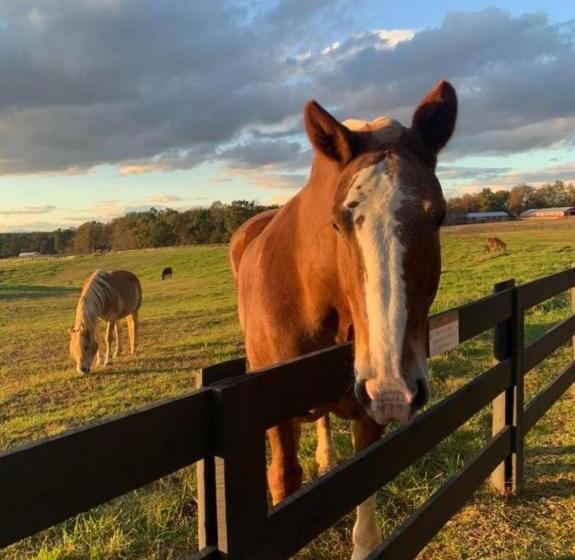 Отель Shenandoah Wilderness Traveler