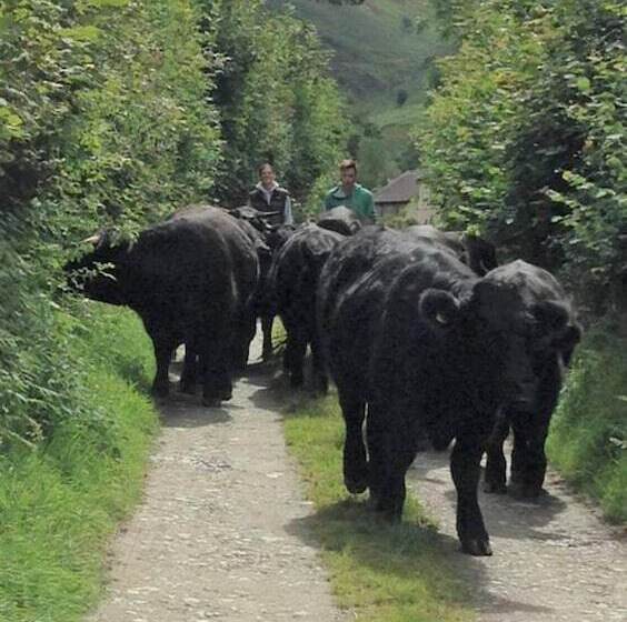 Relax In Sunset View Cottage On Cwmiar Farm