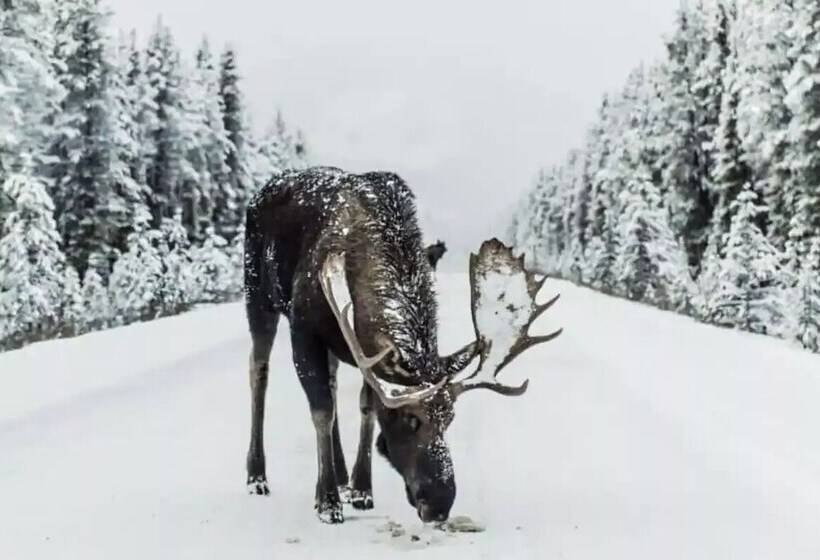 Beautiful Grand Lake Mountain Lodge