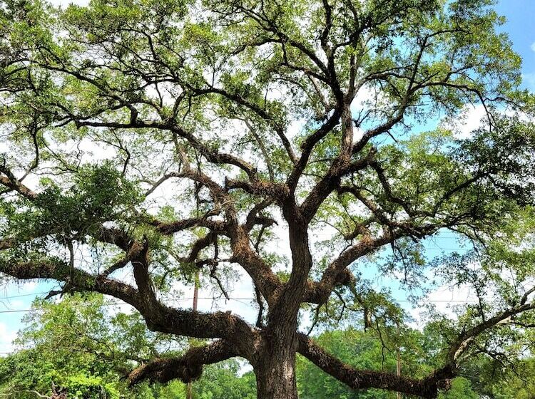 Fairfax Bed And Breakfast