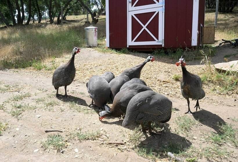 Adventure Haven W/ On Site Fun: Near Sequoia!