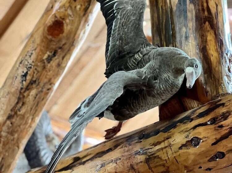 Indian Cabin Close To Alyeska