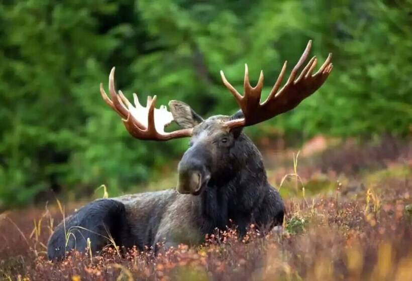 Mountain View Grand Lake Lodge Escape