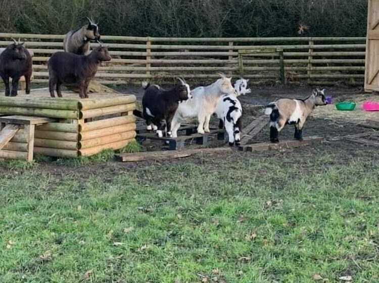 Отель 1 Bed Pod Cabin In Beautiful Surroundings Wrexham