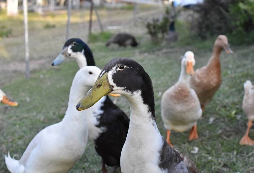 فندق Gold Coast Tree Houses