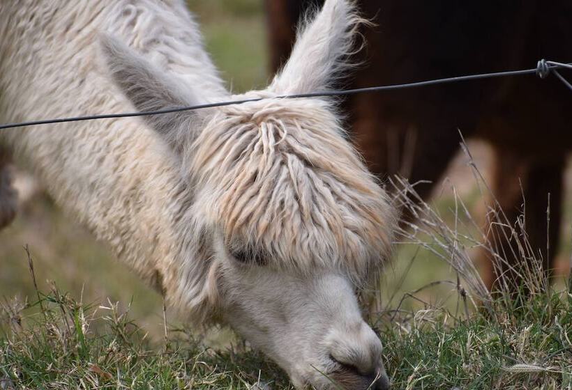 فندق Gold Coast Tree Houses