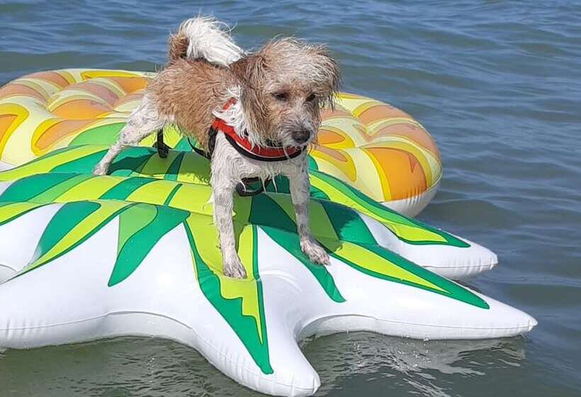 هتل Pet Family Camping Cortina