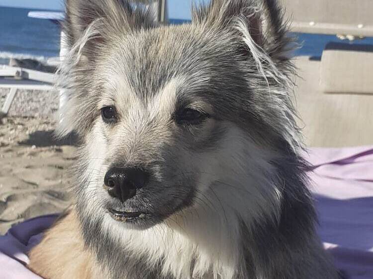 هتل Pet Family Camping Cortina