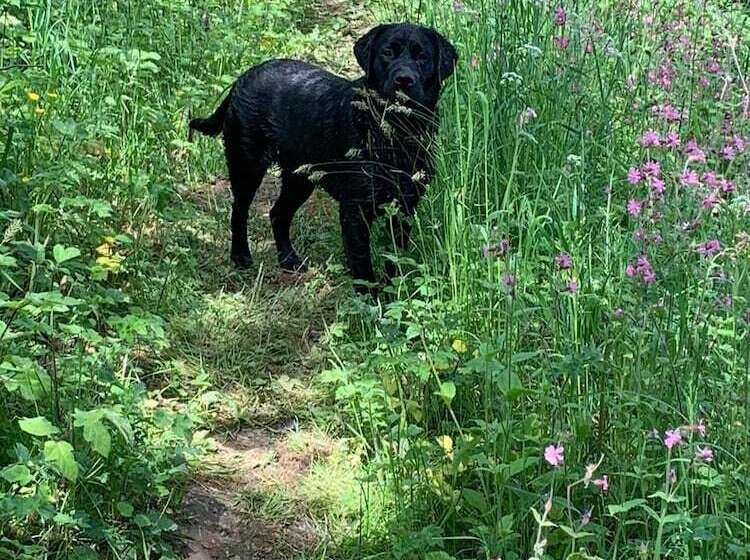 Luxury Pod Cabin In Beautiful Surroundings Wrexham
