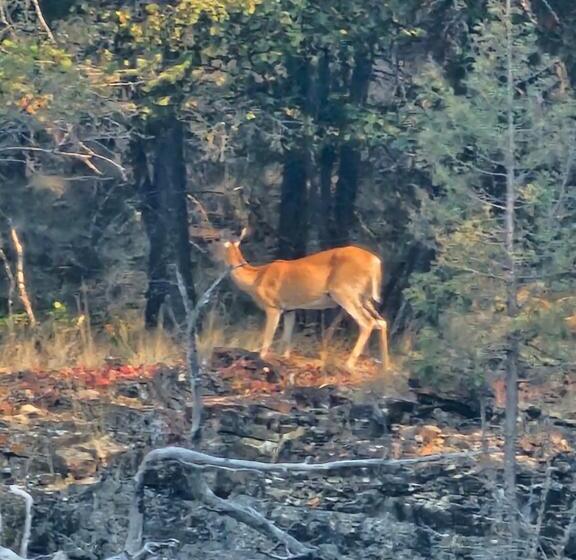 فندق على الطريق Going To The Sun Inn & Suites