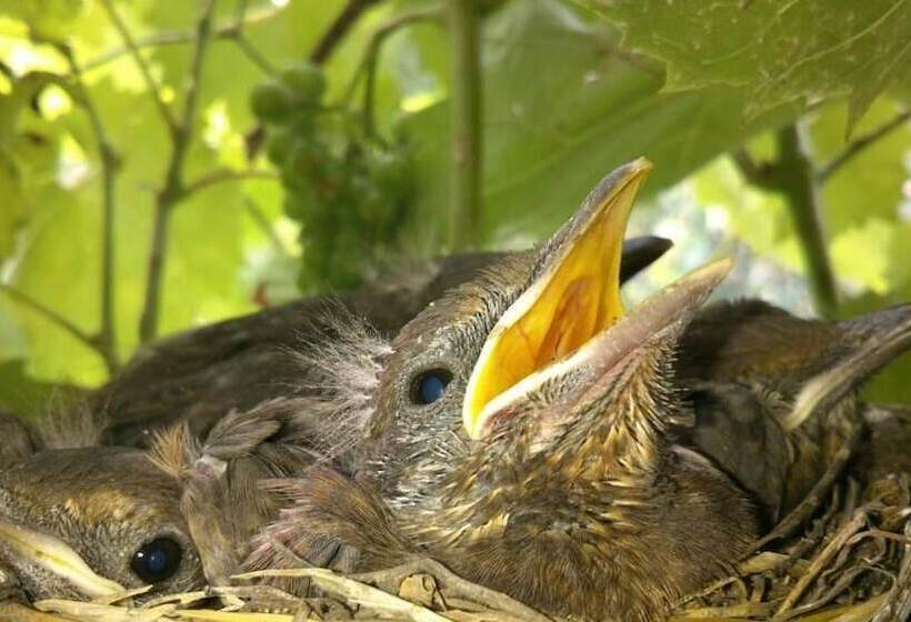 بنسيون Kőszeghegyalja Vendégház