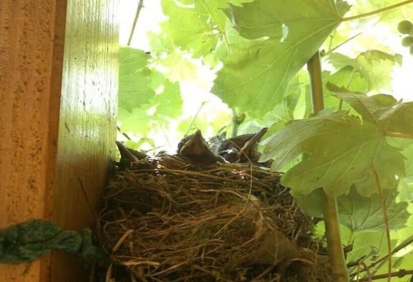 بنسيون Kőszeghegyalja Vendégház