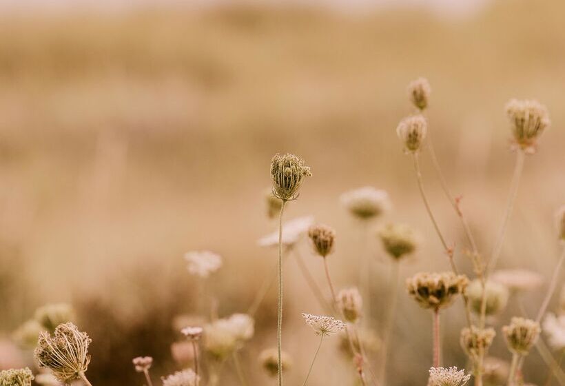 منتجع Dornoch Station