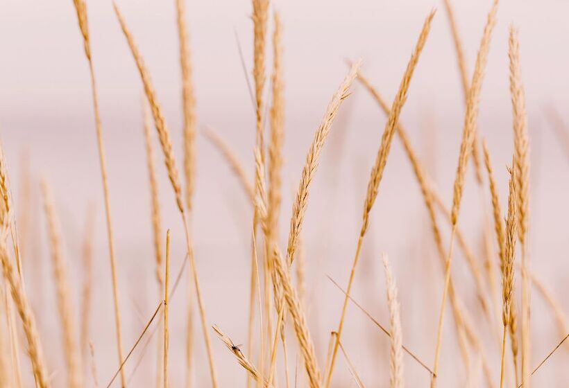 منتجع Dornoch Station