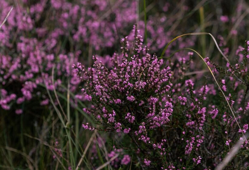 منتجع Dornoch Station