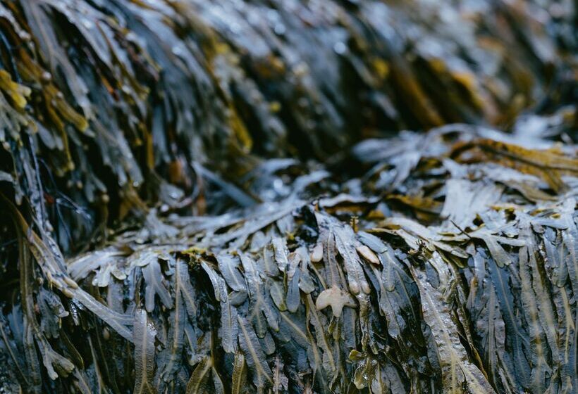 منتجع Dornoch Station