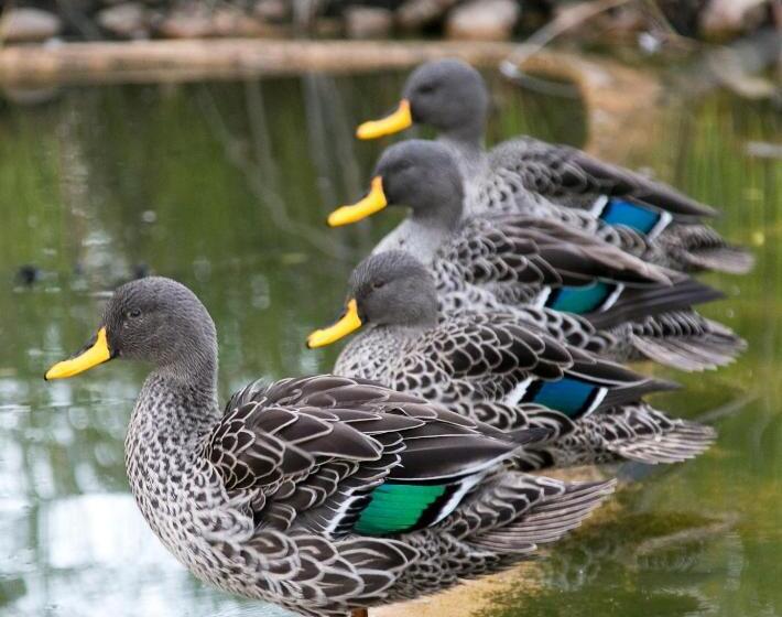 مبيت وإفطار Aloe Manor