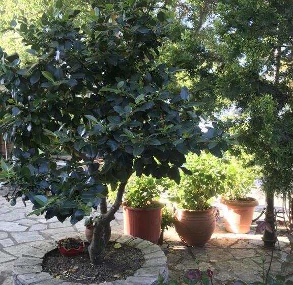 فندق Archontiko Stafylopati