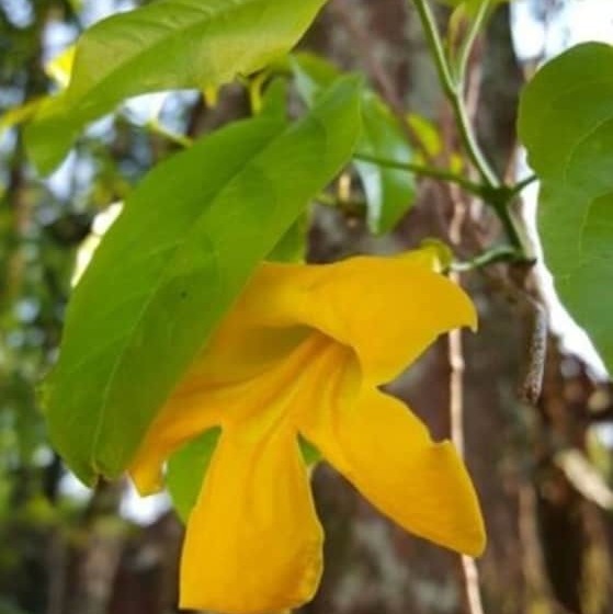 Kelta Hotel Puerto Iguazu