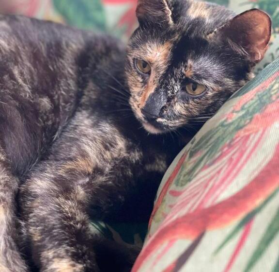 Отель Pousada Casuarinas