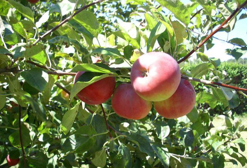 בית מלון כפרי Rochas