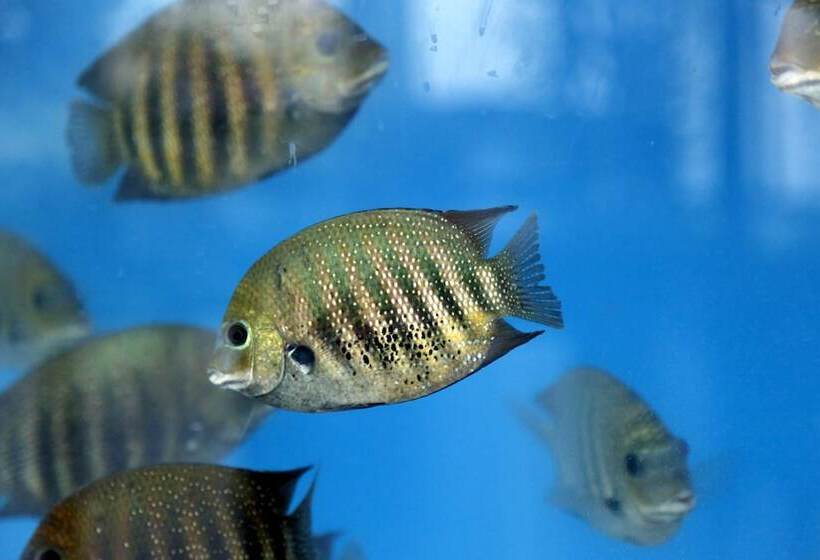 Hotel The Raviz Calicut