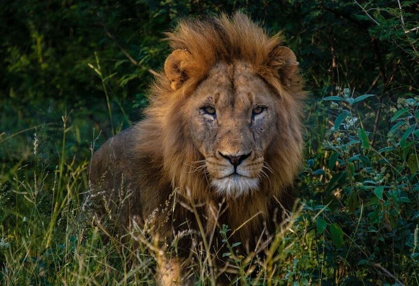 ホテル Little Africa Safari Lodge