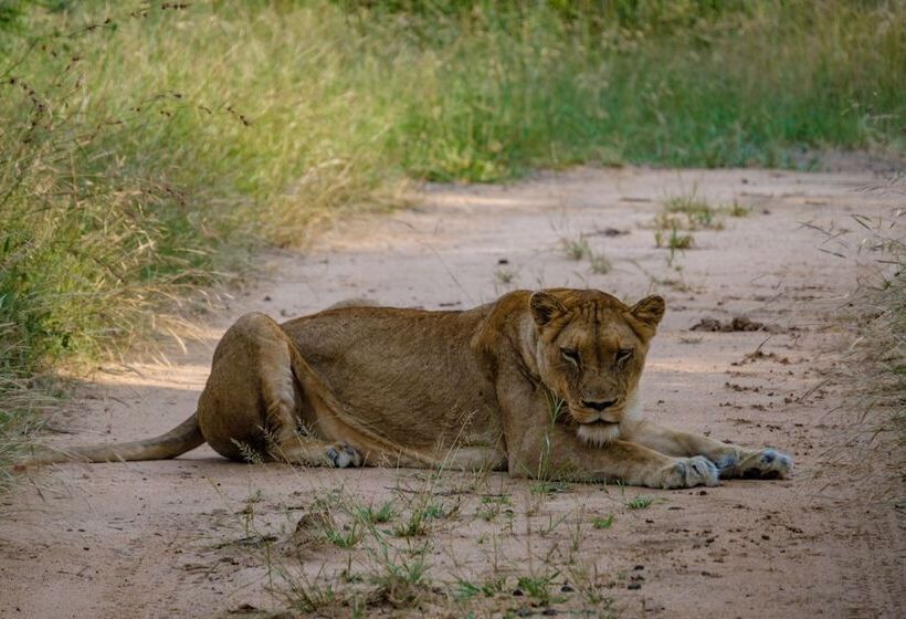 ホテル Little Africa Safari Lodge