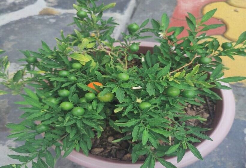 فندق Laserene The Cottage