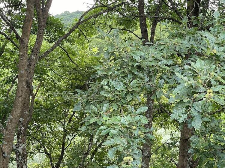 ベッドアンドブレックファースト Casale Cipriani