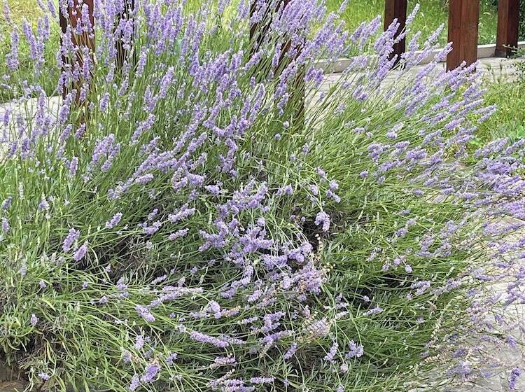 ベッドアンドブレックファースト Casale Cipriani