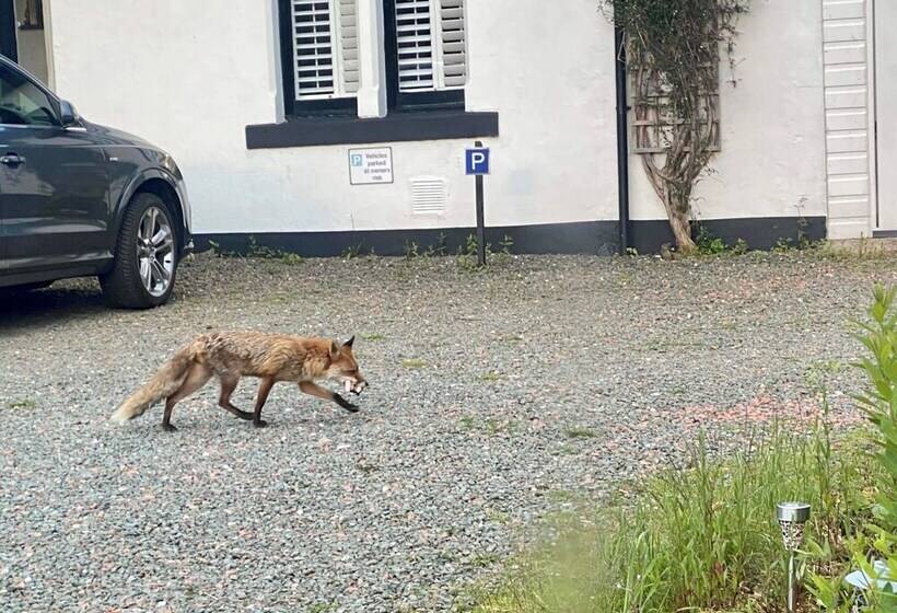 تختخواب و صبحانه G83 7ab