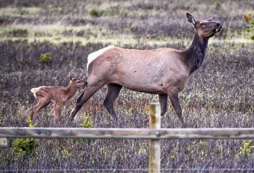 فندق Bear Lodge Resort