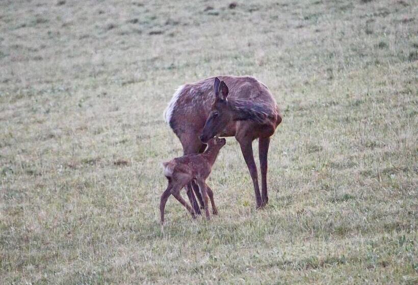 فندق Bear Lodge Resort