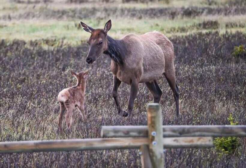 فندق Bear Lodge Resort