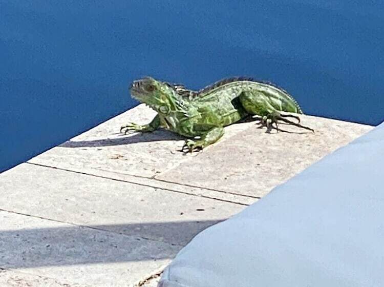 호텔 Tarpon Harbor Vacation Rentals