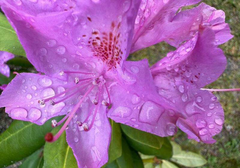 فندق Harborside Suites