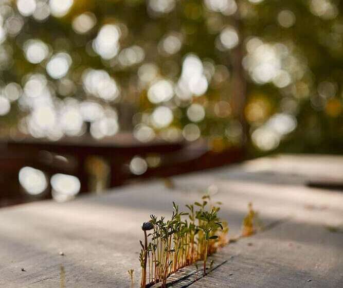 فندق Kapok Bacalar – Plant Based