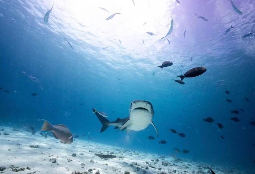 هتل Tiger Shark Residence