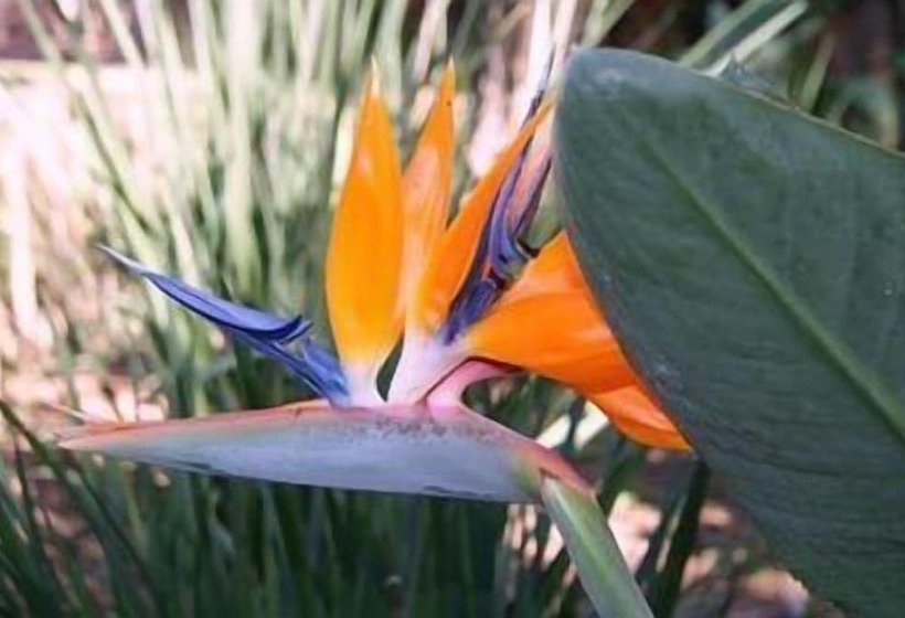 Bed and Breakfast Dreamfields Guesthouse