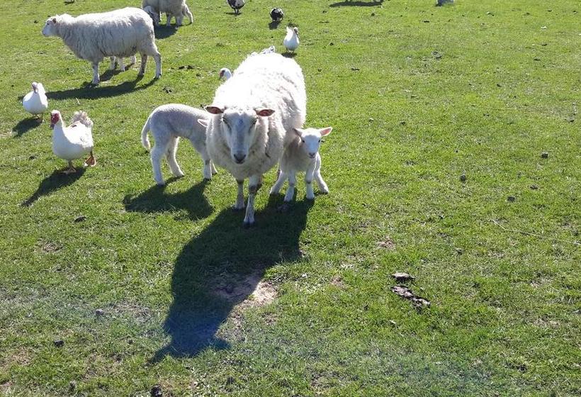 مبيت وإفطار Leithview B And B