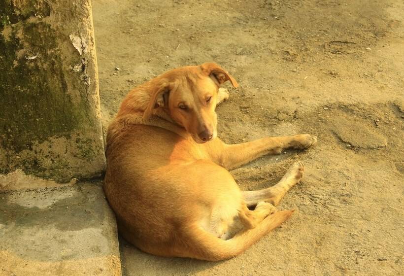 בית מלון כפרי Pousada Mar & Vida E Doçaria