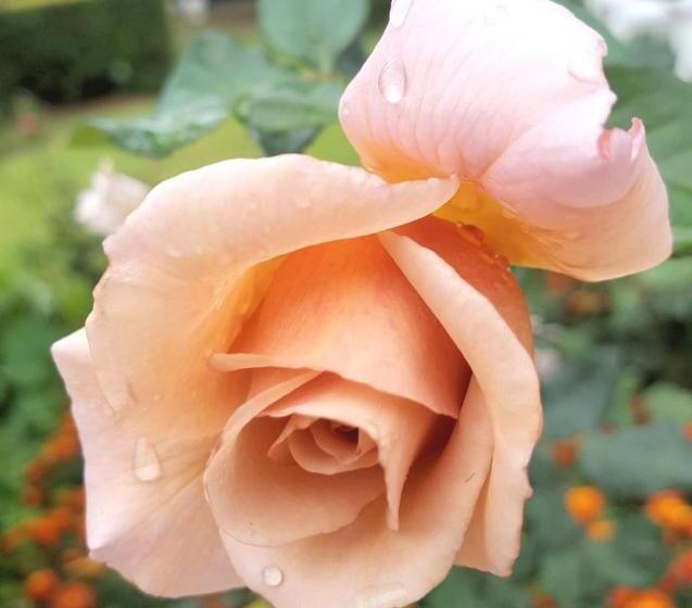 پانسیون Adley House