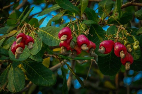 호텔 Chalobahills Farmstay Resort