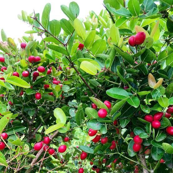 호텔 Chalobahills Farmstay Resort